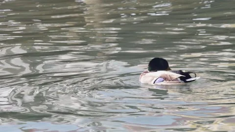 Wild ducks chasing each other in sea water Vidéo 255019415