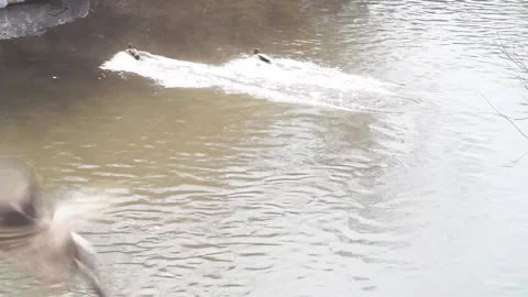 Wild ducks in a city park in spring. Marriage season Stock Footage 152025632