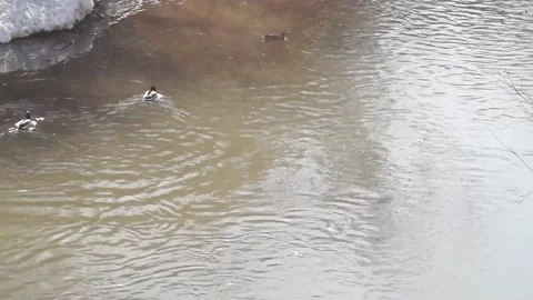 Wild ducks in a city park in spring. Stock Footage 152026757