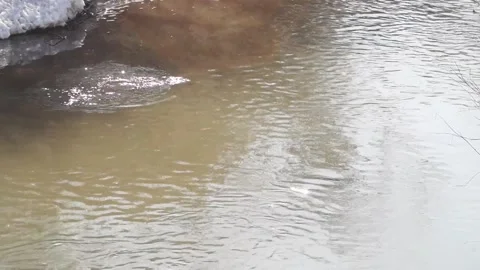 Wild ducks in a city park in spring. Marriage season Stock Footage 152027759