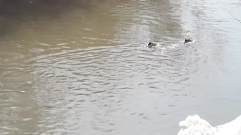 Wild ducks in a city park in spring. Marriage season Stock Footage 152027987