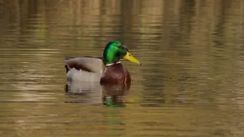 Wild ducks clean themselves in a pond in a public park during a sunny summer day Stock Footage 305196345