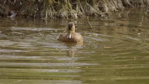 Wild ducks clean themselves in a pond in a public park during a sunny summer day Stock Footage 305379834