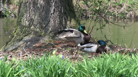 Wild ducks cleaning feathers by the pond Stock Footage 25508505