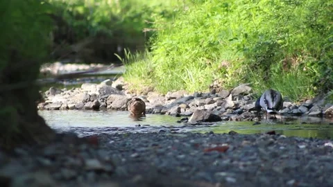 Wild ducks couple in the forest river Stock Footage 195020147