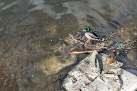 Wild ducks couple Stock Photos