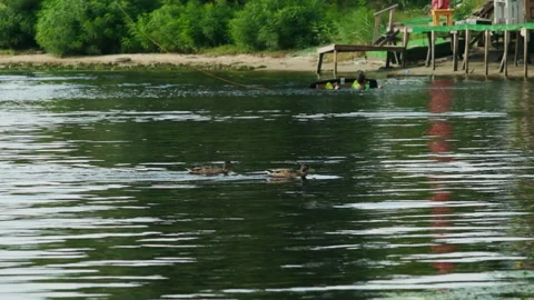 Wild ducks create tranquil scene gliding across lake Stock Footage 266158454