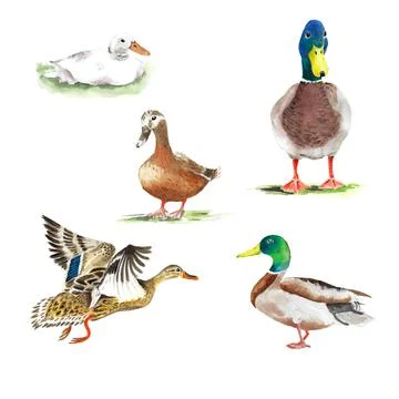 Wild ducks in different poses Stock Illustration