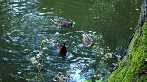 Wild ducks dive under water in search of food. Stock Footage 144673480