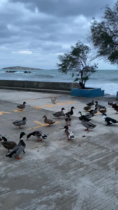 Wild ducks on dock by the rough sea in Saint Pauls Bay in Malta Stock Footage 310787733