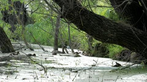Wild ducks with ducklings Stock-Footage 151395523
