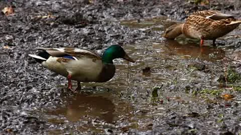 Wild ducks eat Stock Footage 10774999