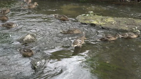 Wild ducks eat green algae in a shallow stream on a Sunny day. Stock Footage 124888635