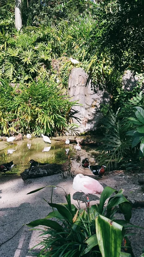 Wild Ducks Enjoying a Pond Stock Footage 295519601