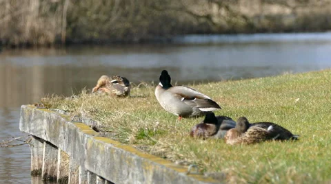 Wild ducks enjoying the sun Stock Footage 47856577