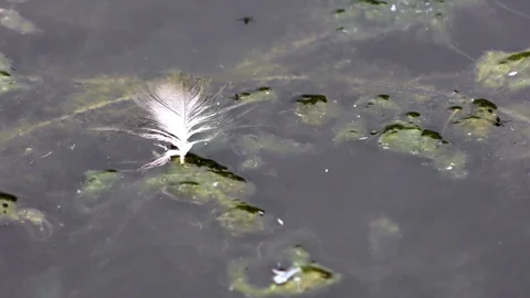 Wild duck’s feathers swimming on water surface of pond Stock Footage 120651753