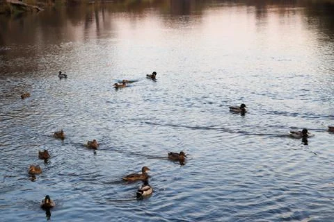 Wild ducks feed on schedule Stock Photos
