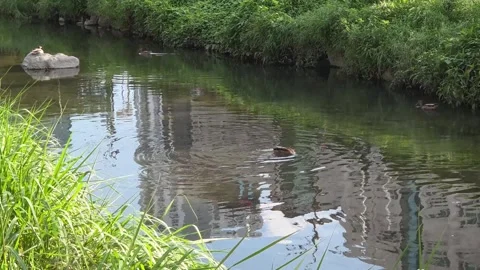 Wild Ducks Feeding and Resting in a Calm Urban Stream Video stock 343773592