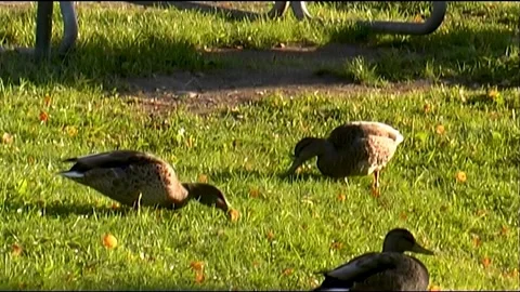 Wild ducks feeding on grass Stock Footage 200809074