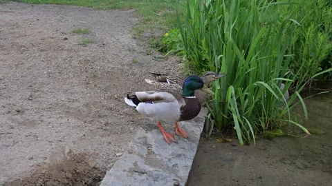 Wild Ducks Feeding on Insects in a Summer River Stock Footage 337908939
