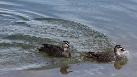Wild Ducks Feeding on Water 库存影片 253448367