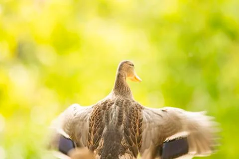 Wild ducks flapping their wings just before flying Stock Photos