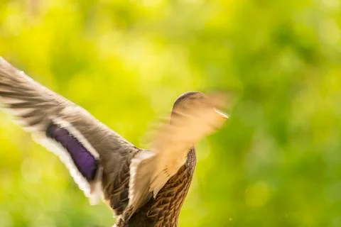 Wild ducks flapping their wings just before flying Stock Photos