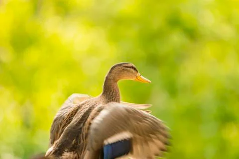 Wild ducks flapping their wings just before flying Stock-Fotos