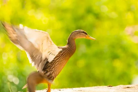 Wild ducks flapping their wings just before flying Stock Photos
