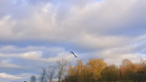 Wild ducks flew in the sky over the green field. Birds fly majestically in the Stock Footage 315488760
