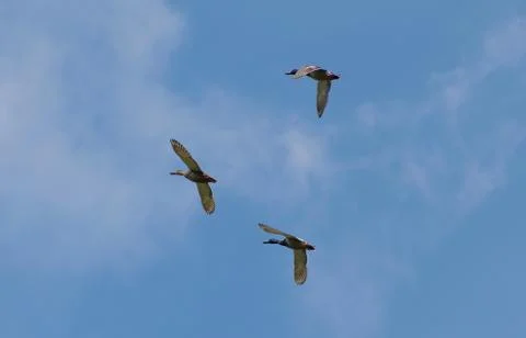 Wild ducks in flight Stock Photos
