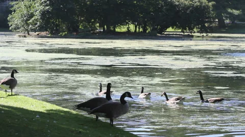 Wild ducks float on lake, wild ducks resting on the shore 動画素材 32689853