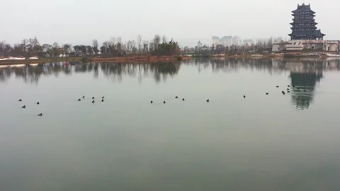 Wild Ducks Floating Across Lake Habitat 4K Stock Footage 320857559