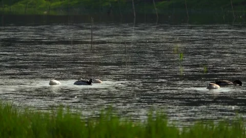 Wild Ducks Floating on Calm River Water in Natural Habitat Stock Footage 327609409