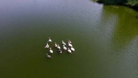 Wild ducks floating on the lake Video stock 110846905