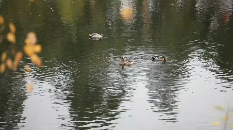 Wild ducks floating in a pond Video stock 642340