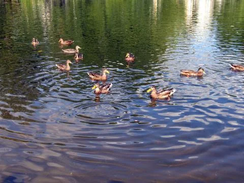 Wild ducks floating in the pond Stock Photos