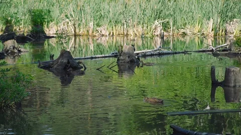 Wild Ducks Floating on Water Stock Footage 112862100