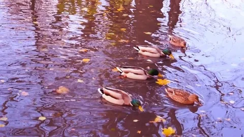 Wild ducks floating in the water Stock Footage 337824433