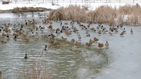 Wild ducks flock sit on ice near the lake 스톡 동영상 123572906