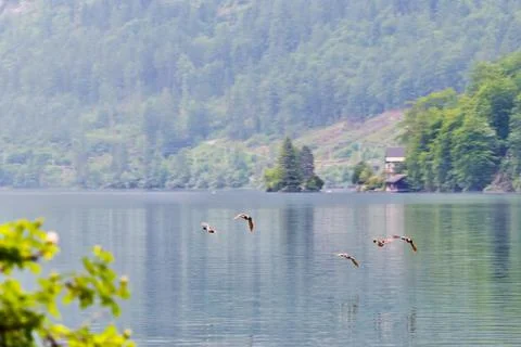 Wild ducks flying Stock Photos