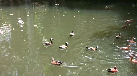 Wild ducks Stock Footage 450903
