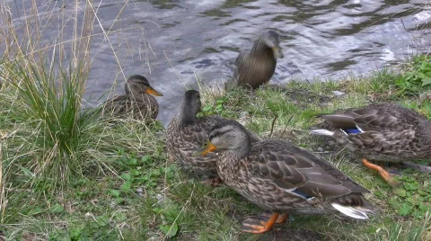 Wild Ducks Video stock 845987