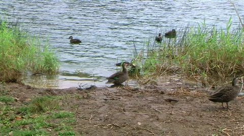 Wild ducks 스톡 동영상 847161