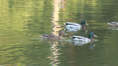 Wild Ducks Stock Footage 5956277