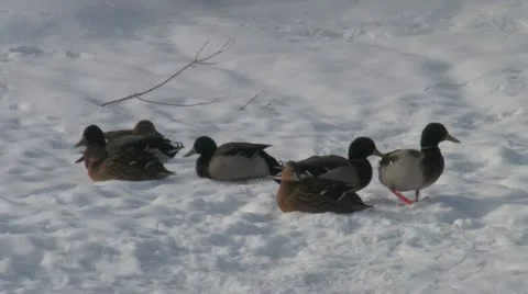 Wild ducks Stock-Footage 10817290