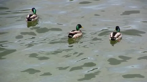 Wild-ducks Stock Footage 11268594