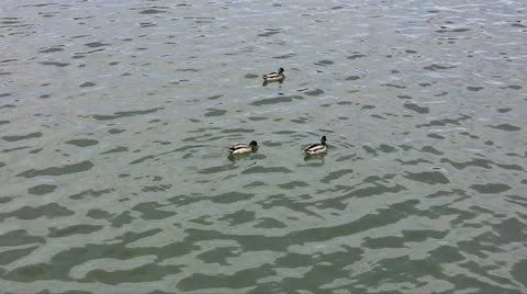 Wild ducks Stock Footage 11268596