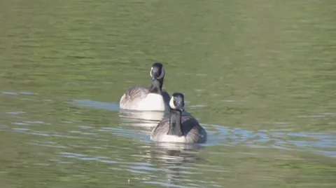 Wild ducks Stock Footage 47072090