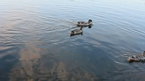 Wild Ducks. Stock Footage 75083903